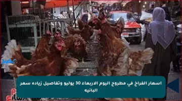 أسعار الفراخ في مطروح اليوم الأربعاء 30 يوليو وتفاصيل زيادة سعر البانيه